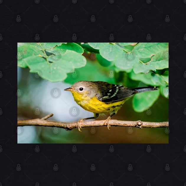 Yellow Warbler, Bird Photography by love-fi